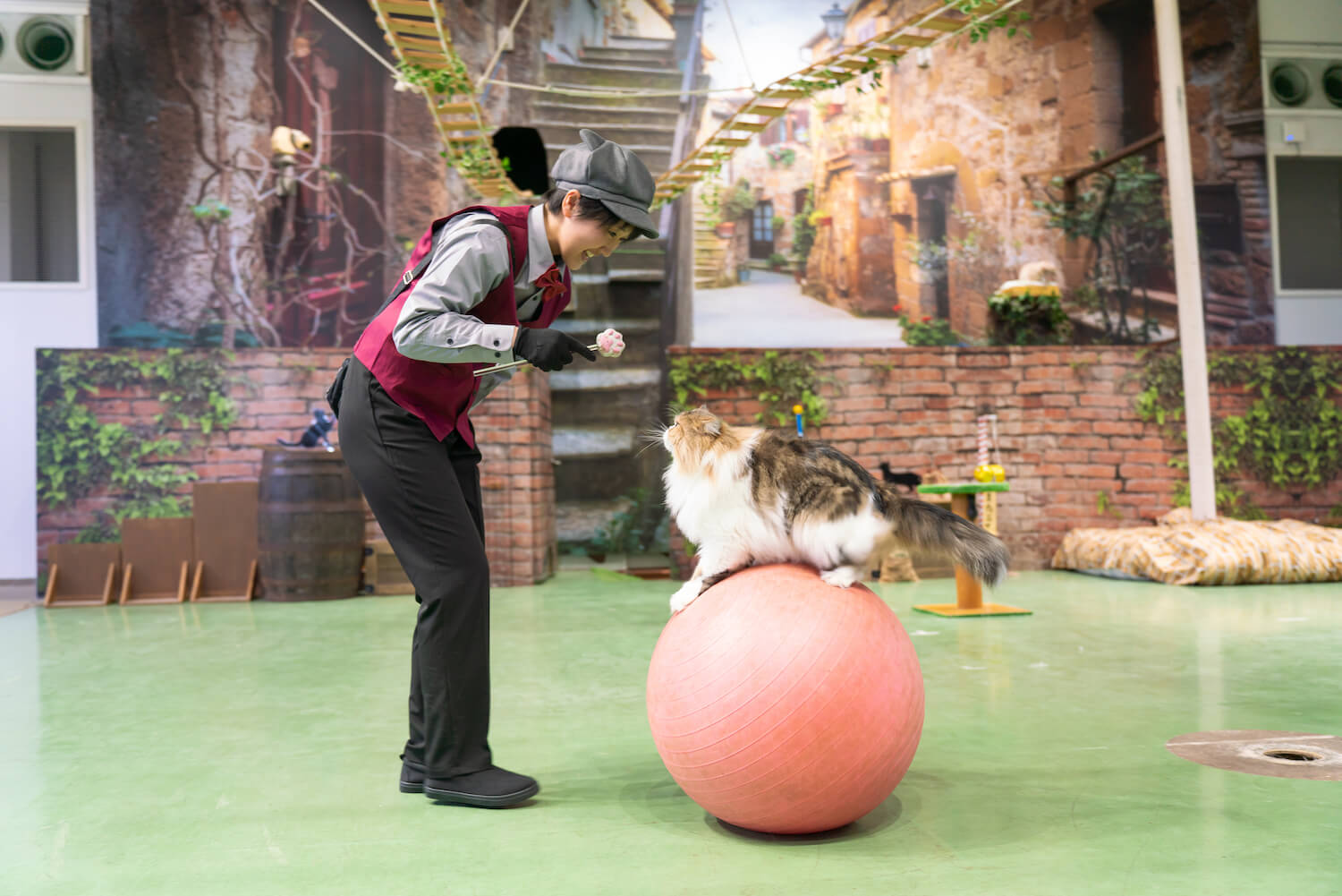 パフォーマンスショー「ザ・キャッツ」で玉乗りをする猫 by 那須どうぶつ王国