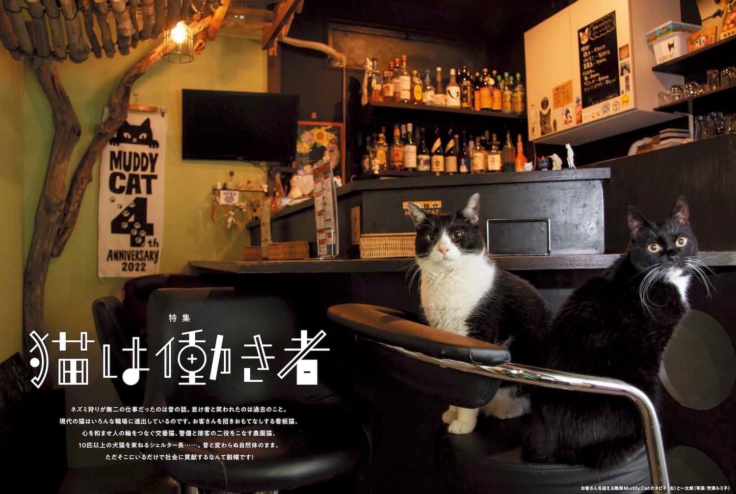 働く猫の特集ページ by 雑誌「猫びより 2023年 春号 Vol.128」