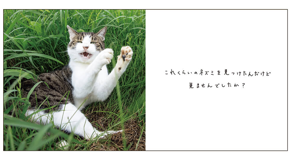 人間に話しかけてくるように見える猫の写真 by 沖昌之