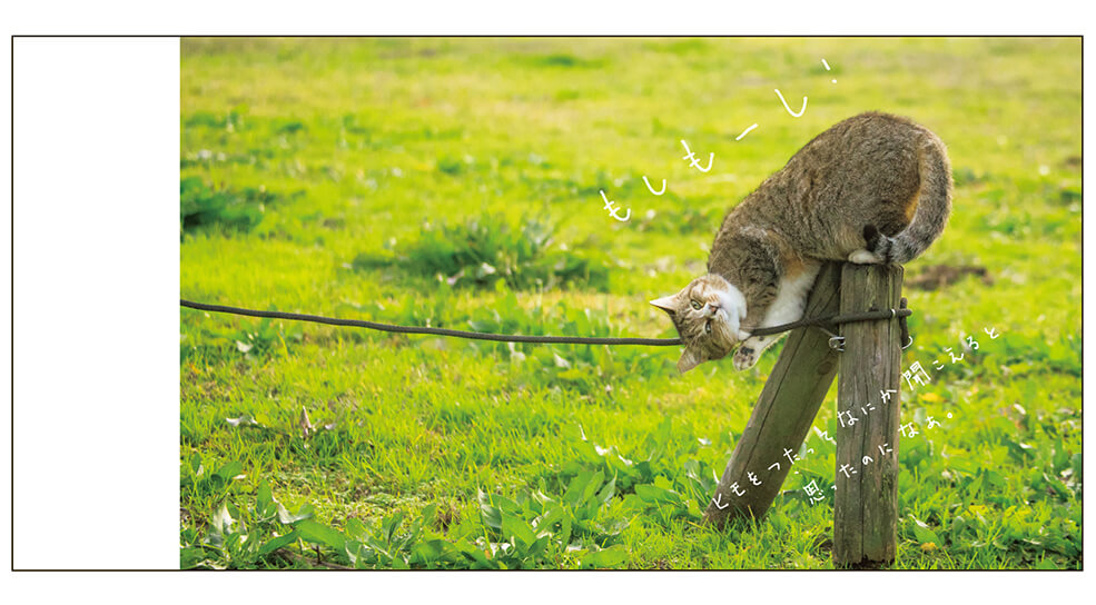 糸電話しているように見える猫の写真 by 沖昌之