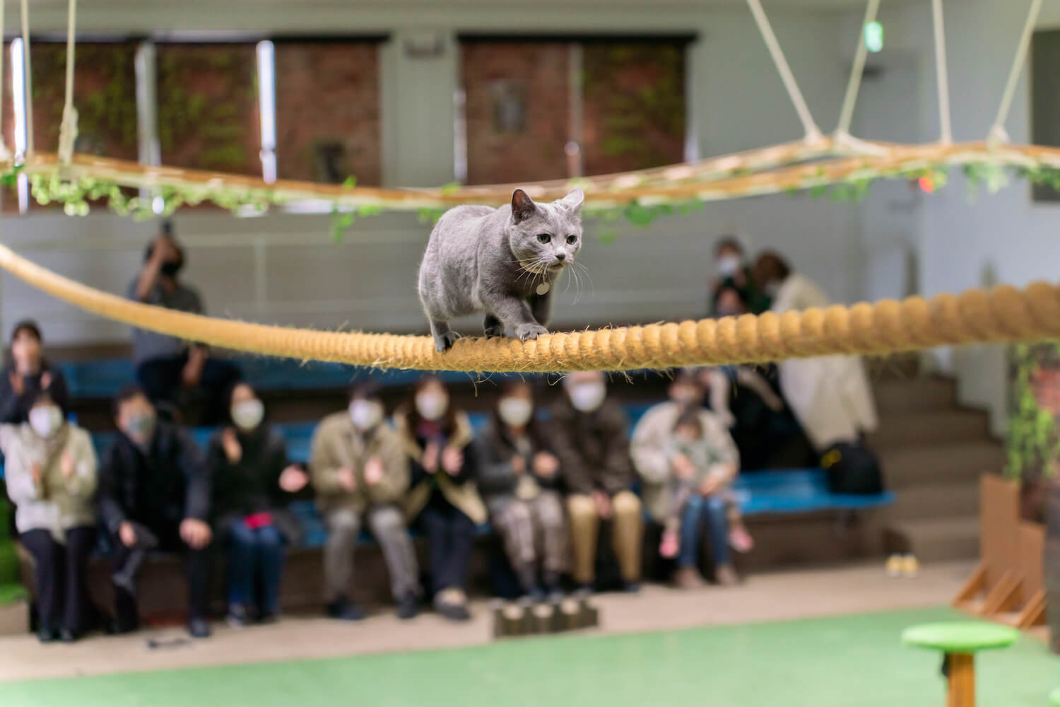 パフォーマンスショー「ザ・キャッツ」で綱渡りをする猫 by 那須どうぶつ王国