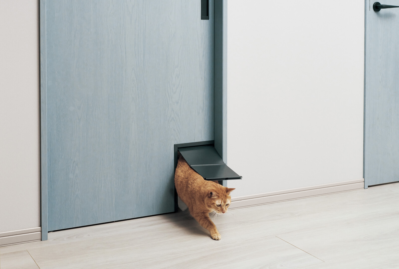 ペット専用のドアをくぐって部屋を移動する猫