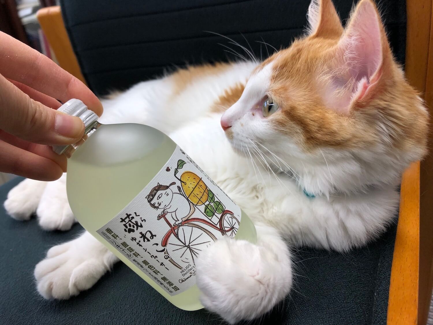 猫ラベルのお酒と猫のツーショット