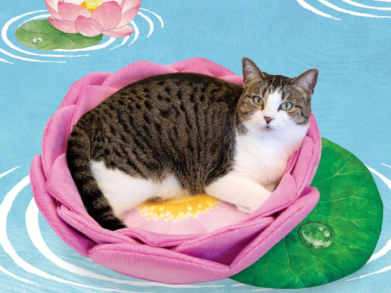 蓮の花　猫　５個セット 猫が座るとまるで仏様のように見えてくる！？神聖な「蓮の花」を