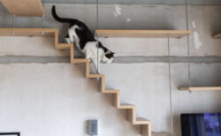 中古マンションを猫仕様にリノベーションしたお部屋も紹介！猫との暮らしを考える展示イベントが東京・表参道で開催