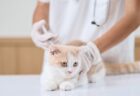 アメショやマンチカンなど5つの猫種にも心臓病のリスクが判明、日本の共同研究グループが遺伝子検査の結果を発表