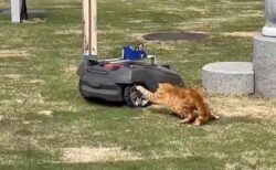 衝撃映像！自動芝刈り機ロボットが仕事中に猫から襲撃を受ける、群馬県庁前の芝生でかわいいバトルが勃発