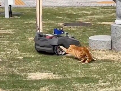 衝撃映像！自動芝刈り機ロボットが仕事中に猫から襲撃を受ける、群馬県庁前の芝生でかわいいバトルが勃発