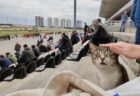 トルコの競馬場でレース観戦しているのは…なんと猫！？屋内や売店にも猫が出没→イスタンブール競馬場を撮影した動画が話題に