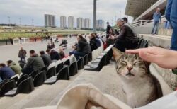 トルコの競馬場でレース観戦しているのは…なんと猫！？屋内や売店にも猫が出没→イスタンブール競馬場を撮影した動画が話題に