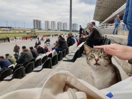 トルコの競馬場でレース観戦しているのは…なんと猫！？屋内や売店にも猫が出没→イスタンブール競馬場を撮影した動画が話題に