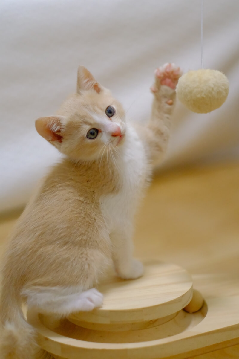 退屈そうにボール遊びする猫のイメージ写真