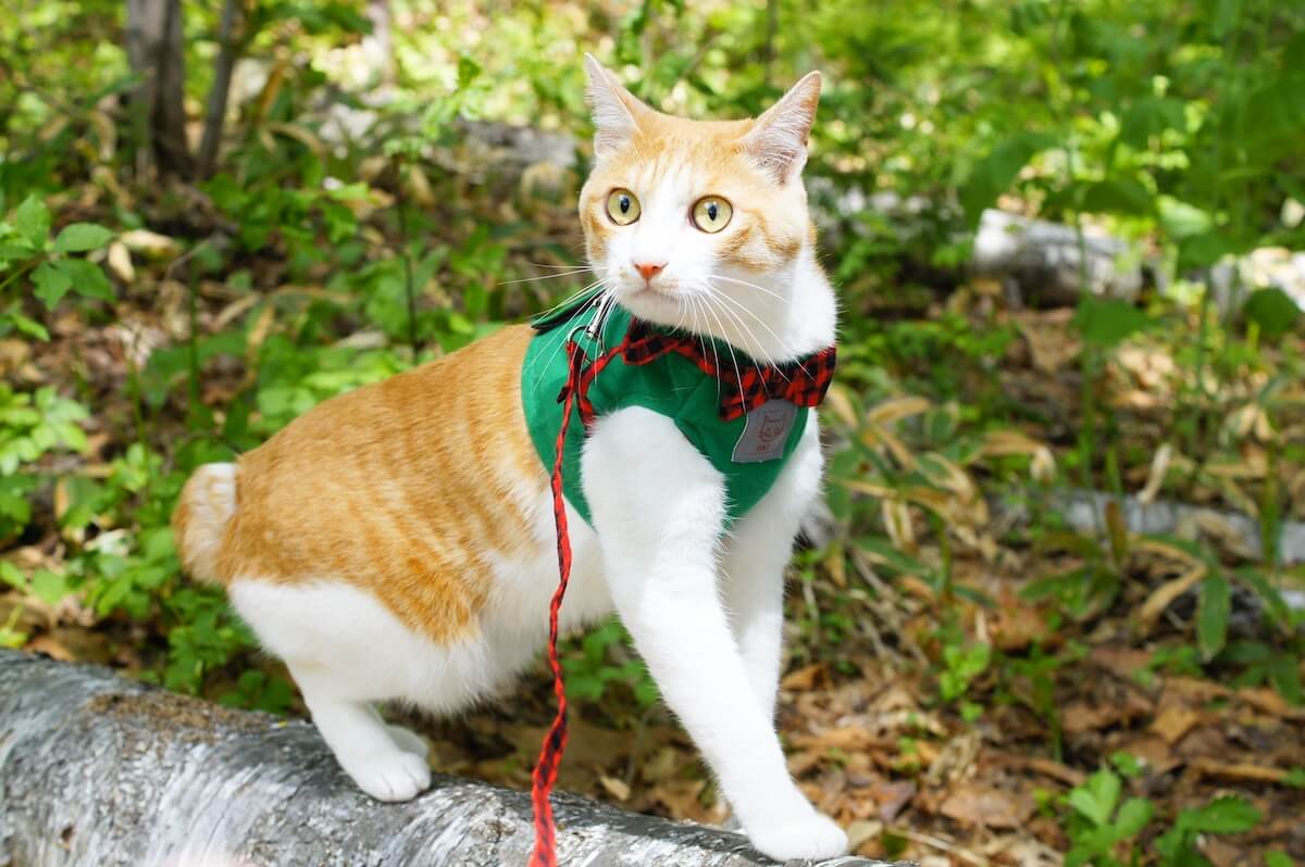 リード・ハーネスを着けて外をお散歩する猫のイメージ写真