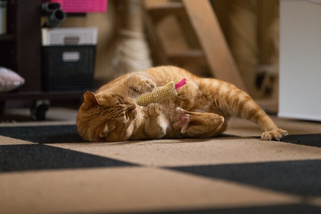 けりぐるみ（猫キッカー）をキックして遊ぶ猫のイメージ写真