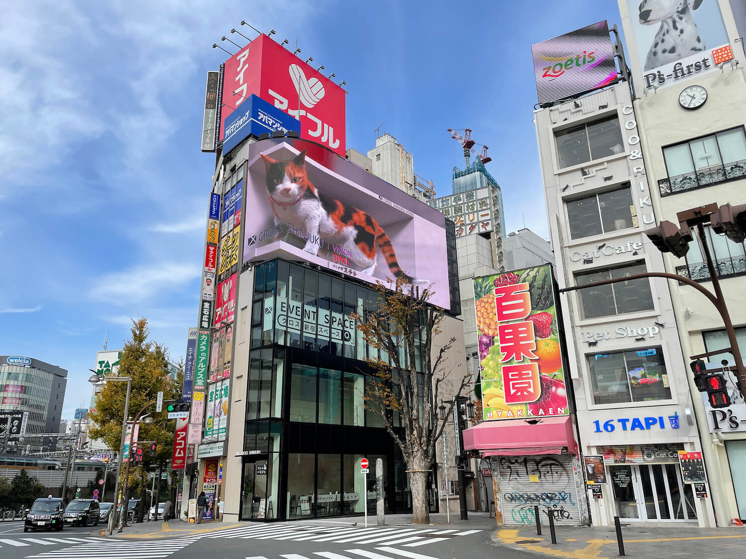 大型ビジョンで巨大猫の映像が見られる「新宿東口の猫」