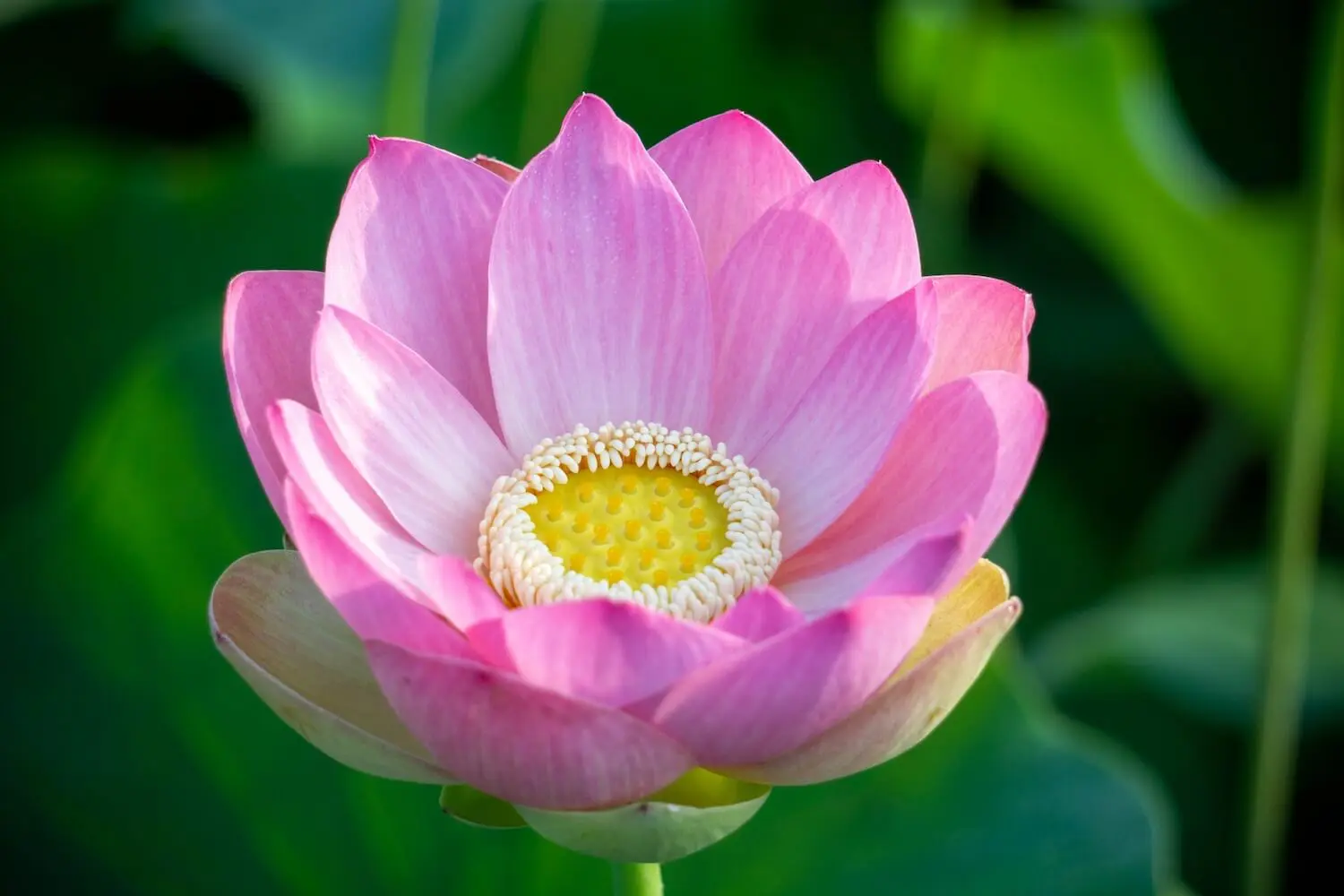 猫が座るとまるで仏様のように見えてくる！？神聖な「蓮の花」を