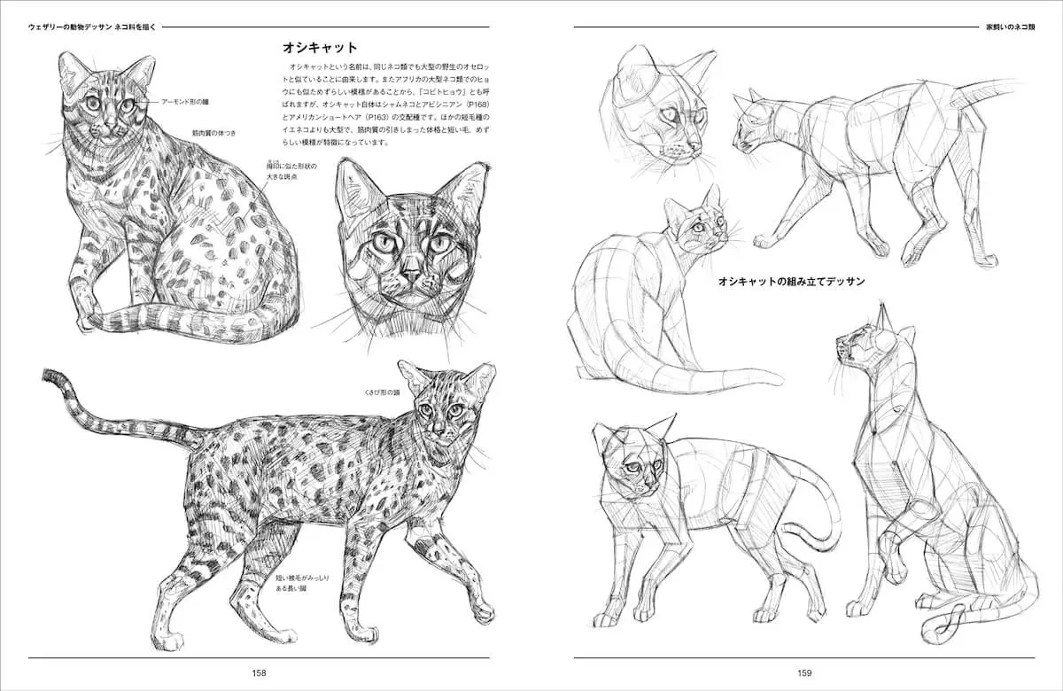 ライオンからロシアンブルーまで、50種類以上のネコ科動物からデッサン