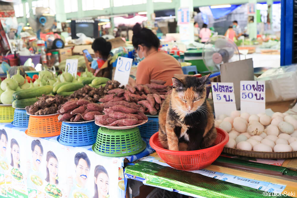 タイの野菜市場でかごに座る猫 by 関由香