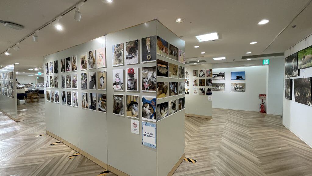 大丸須磨店で開催された「もふあつめ展」の開催風景