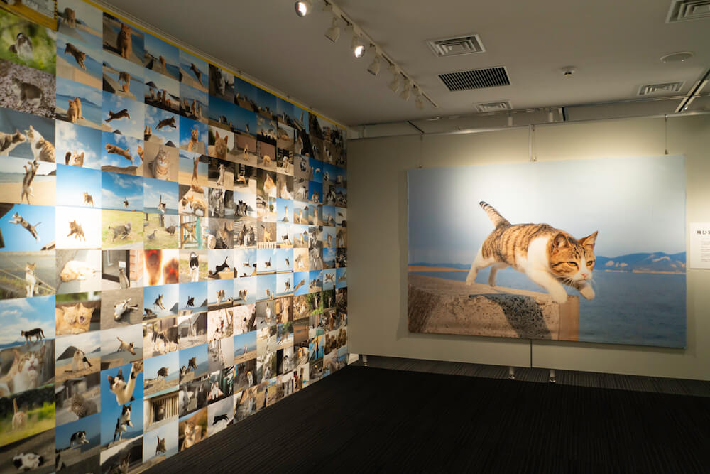 郵政博物館で開催された五十嵐健太の写真展「飛び猫 にゃんこ島編」