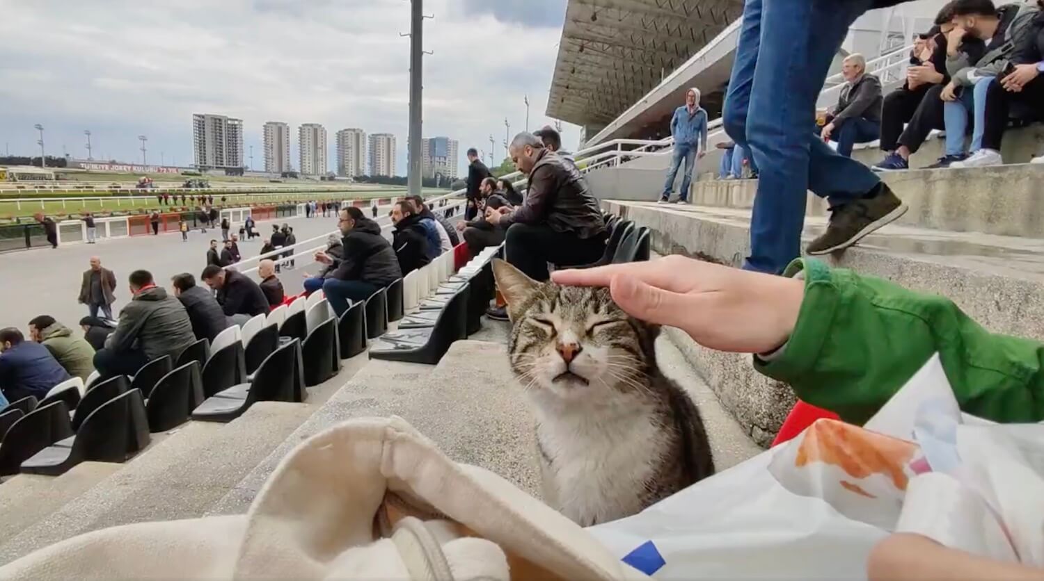 競馬場のスタンドで観客に頭を撫でられる猫 by トルコ・イスタンブール競馬場