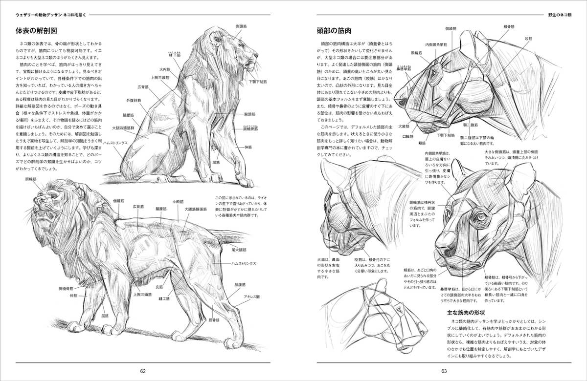 ライオンをモデルにしたデッサン解説ページ