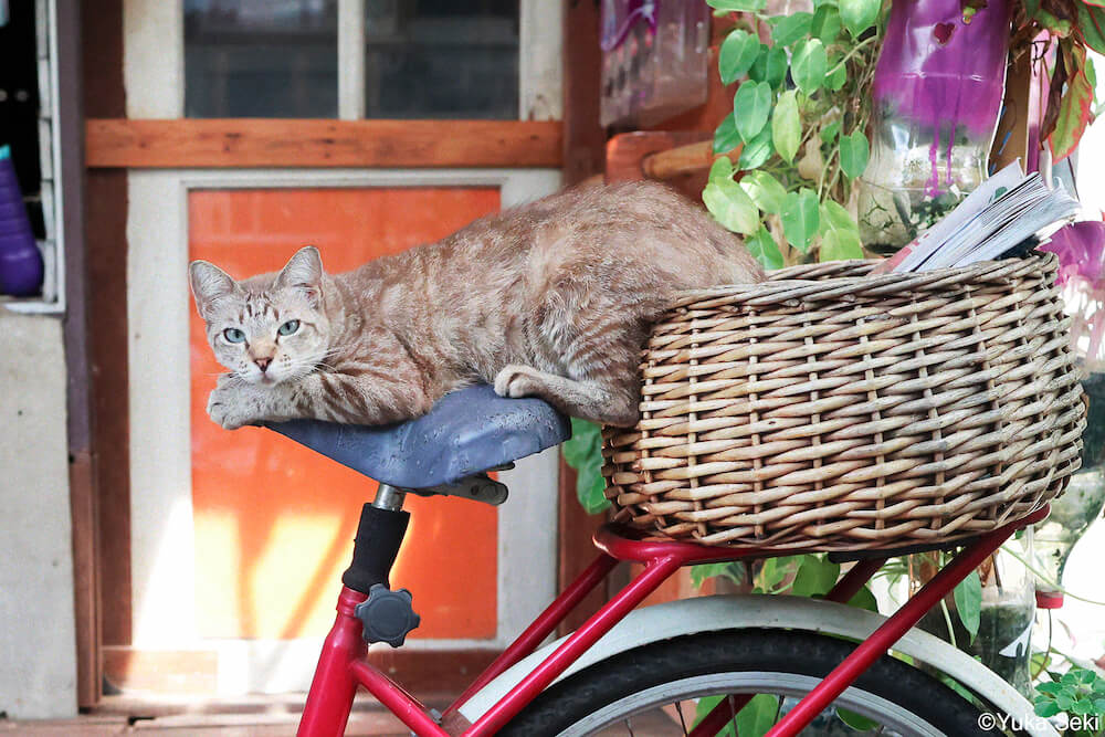 器用な格好で自転車に乗るタイの猫 by 関由香
