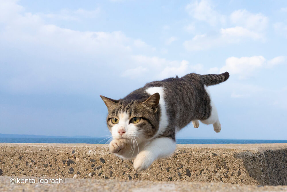 ジャンプする猫の写真「飛び猫 にゃんこ島編」 by 五十嵐健太