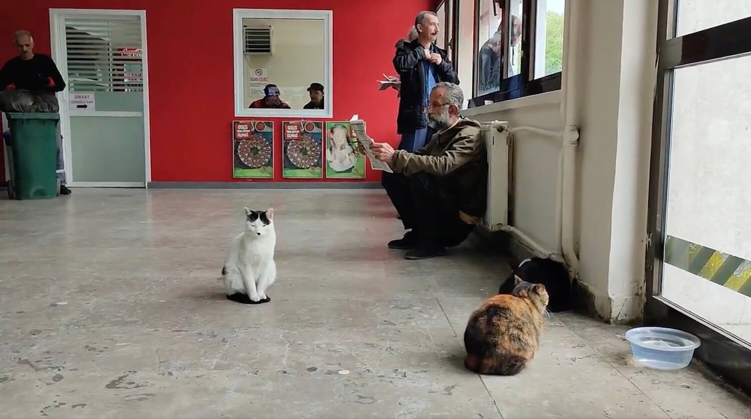 競馬場の中に猫がいるトルコ・イスタンブール競馬場