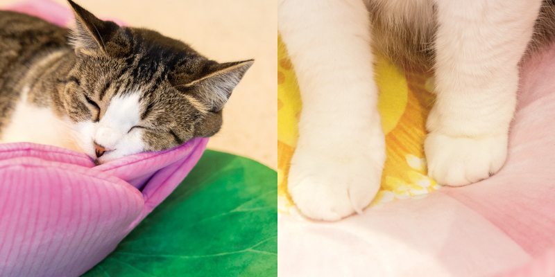 猫のお昼寝やフミフミもしやすい蓮の花デザイン猫用クッション
