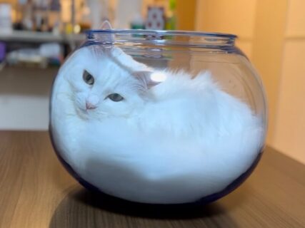 猫はこうやって液体化するのか…！モフモフな白猫ちゃんが金魚鉢にすっぽりと収まる一部始終の映像を公開