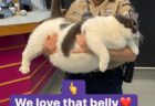 18キロ超えの巨漢猫「パッチズくん」が米国バージニア州で保護→新しい家族が見つかりダイエット生活をスタート