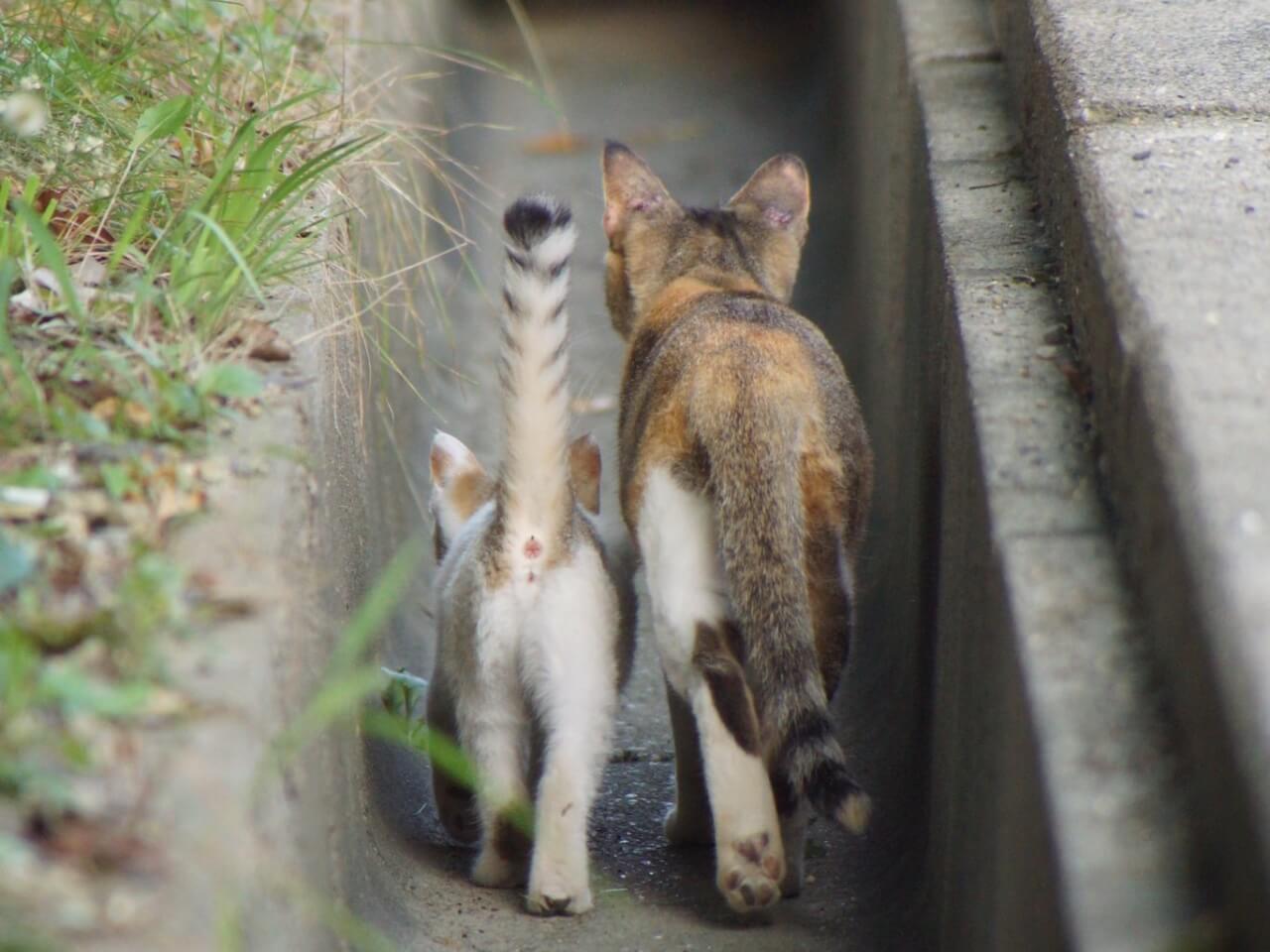 親子猫の微笑ましい後ろ姿に感動する人が続出！側溝を歩きながら家路をたどる母猫＆子猫→その行動には意外な理由が… Cat Press