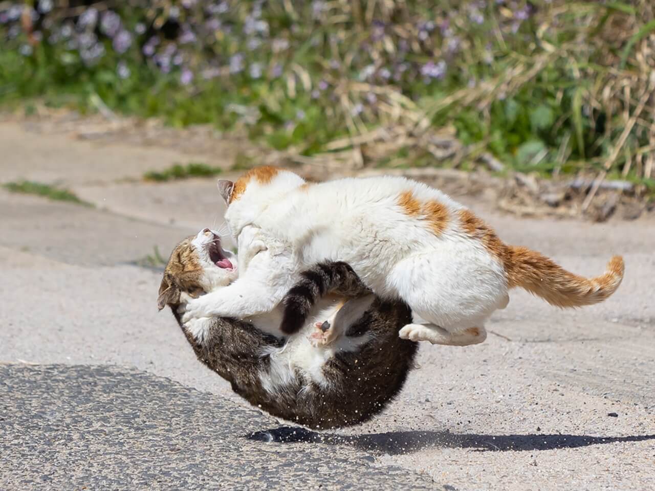 8000分の1秒で捉えた猫の本気バトル！写真家が高速シャッターで猫のケンカを撮影したら躍動感が凄かった Cat Press（キャットプレス）