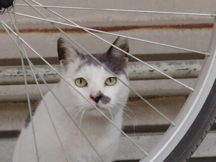 競馬場で暮らす猫には共存の関係があった！厩舎で働くカメラマンが撮影したネコ写真展「楽しくなさそうにはしていない猫」5/26まで開催中