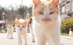 【まるで分身の術】島でシンクロした猫たちに囲まれる写真が圧巻→20回以上も通い詰めて仲良くなった証だった