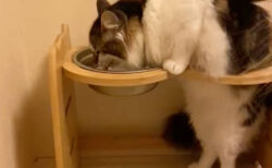 【斬新な水飲みスタイル】不思議なポーズで水をがぶ飲みする猫が話題に→心優しいワンちゃんもさすがに呆れ顔