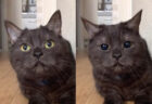 猫の黒目はこうしてデカくなる！猫の瞳孔が大きくなる瞬間を撮影した動画が迫力満点→まるで別猫のような変わりっぷり