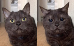 猫の黒目はこうしてデカくなる！猫の瞳孔が大きくなる瞬間を撮影した動画が迫力満点→まるで別猫のような変わりっぷり