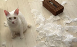 【犯人はもちろん猫】ティッシュを散らかしまくった部屋が悲劇的→それでも猫を飼うことをオススメする飼い主さんに称賛の声が寄せられる