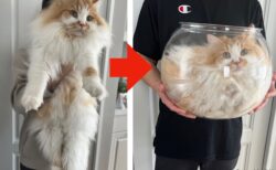 【体積がおかしい】猫が液体であることを5秒で証明する写真が話題に→5匹が暮らす猫家族のやさしい兄貴分だった