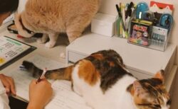 勉強しているか娘の部屋を除いてみると…2匹の猫に監視されていた！猫に惑わされることなく勉強している姿に称賛の声が寄せられる