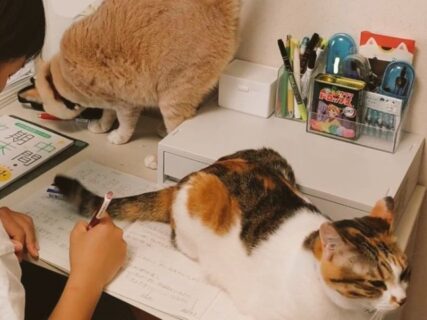 勉強しているか娘の部屋を除いてみると…2匹の猫に監視されていた！猫に惑わされることなく勉強している姿に称賛の声が寄せられる