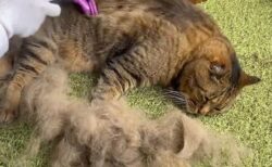 まるで羊の毛刈りみたい？換毛期にブラッシングされる猫の映像が話題に→抜け毛で子猫が作れそうなほど量がすごすぎた