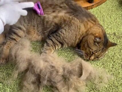 まるで羊の毛刈りみたい？換毛期にブラッシングされる猫の映像が話題に→抜け毛で子猫が作れそうなほど量がすごすぎた