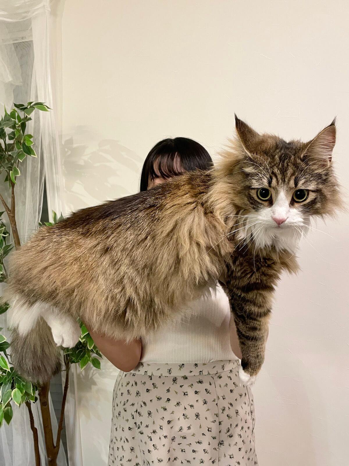 抱っこされたデカすぎる巨大猫・ノルウェージャンフォレストキャットの「しろあん」ちゃん