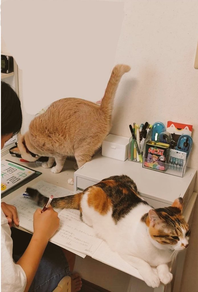 中間テストの勉強中の机に居座る猫（テスト勉強を監視する猫）