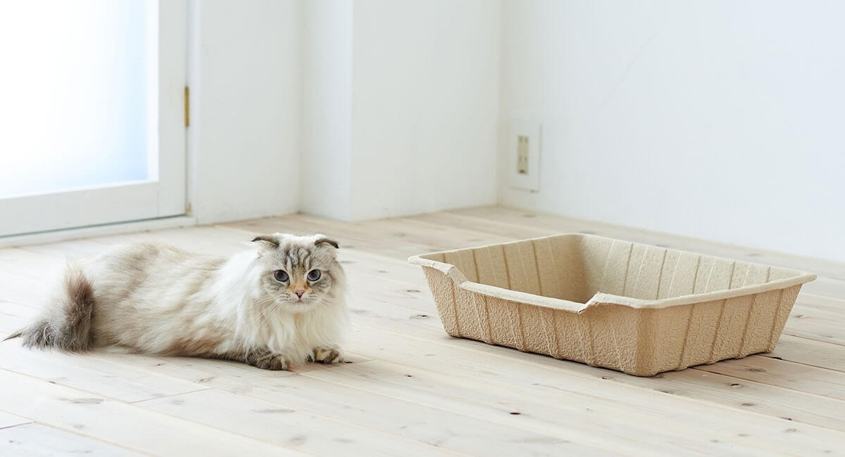再生紙100％素材で本体まるごと捨てられる猫トイレ「ECO CAT TRAY」の設置イメージ