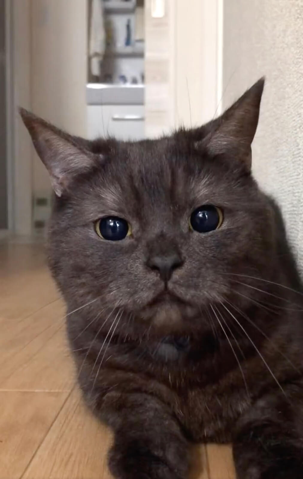猫の黒目が大きくなる最終段階の様子（瞳孔の大きさMAX）
