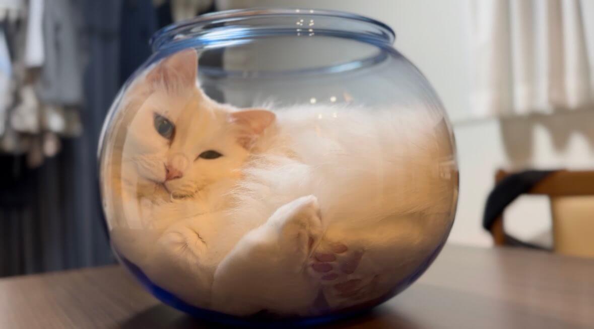 猫はこうやって液体化するのか…！モフモフな白猫ちゃんが金魚鉢にすっぽりと収まる一部始終を公開